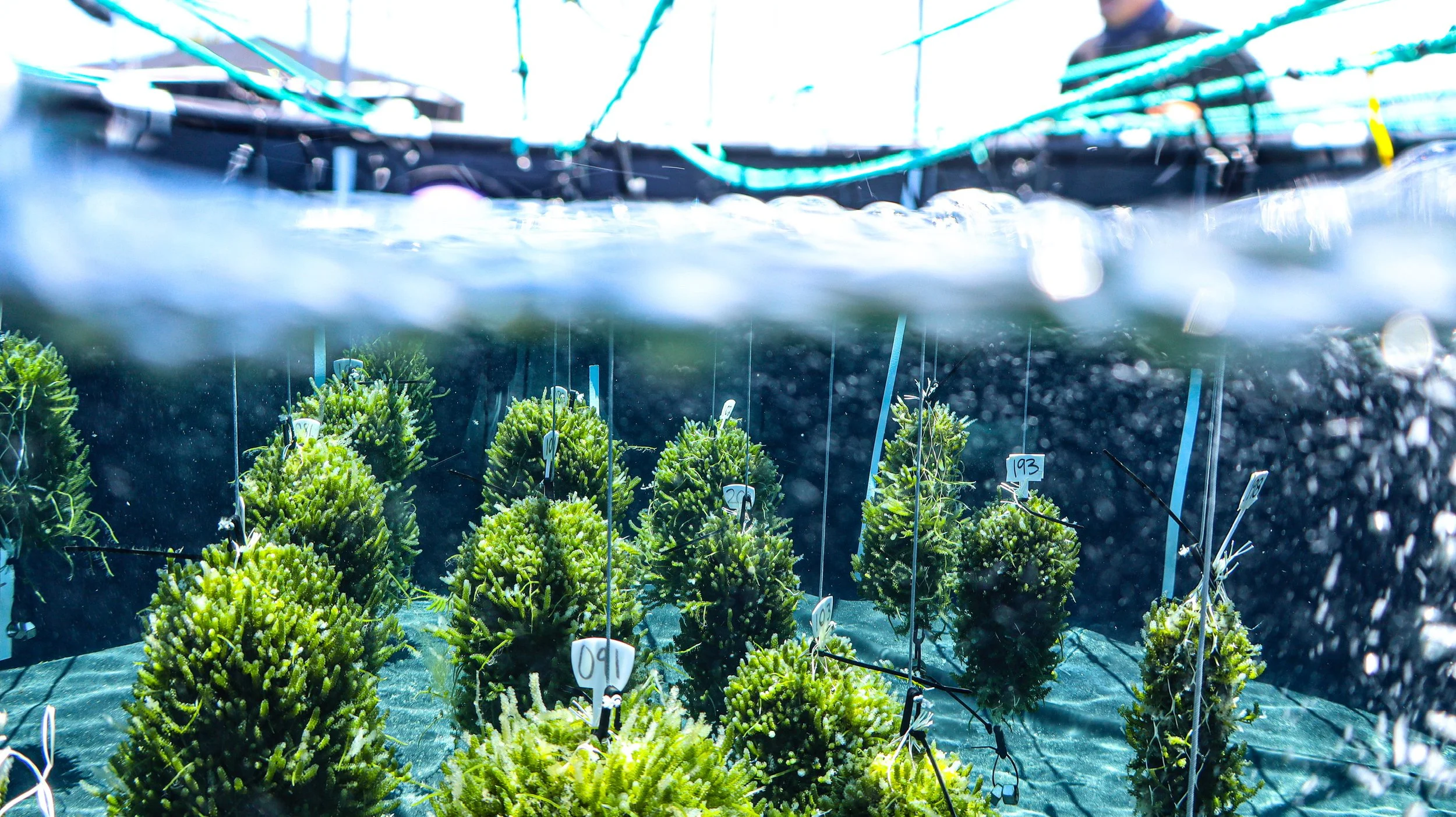 About | Kona Limu Co's Sustainable Hawaiian Seaweed Farm — Kona